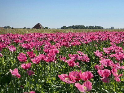 Bungalow Bungalows Hoogelandt - Environment photo 33