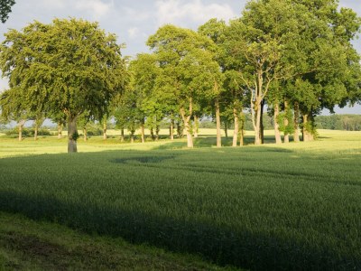 Holiday apartment Gräfin Hedwig - Environment photo 15