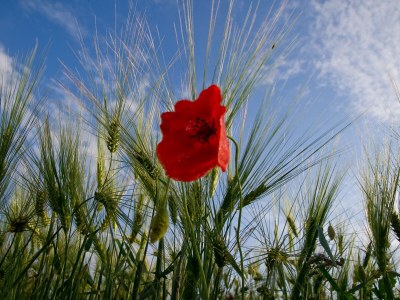 Holiday apartment Gräfin Hedwig - Environment photo 18