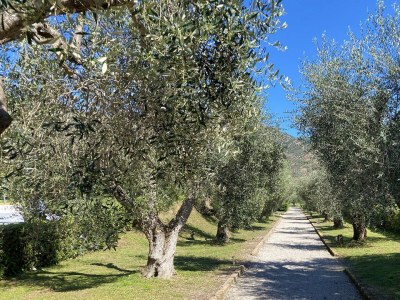 Apartment San't Anna del Volterraio - I Lecci 6 - Outdoor photo 9