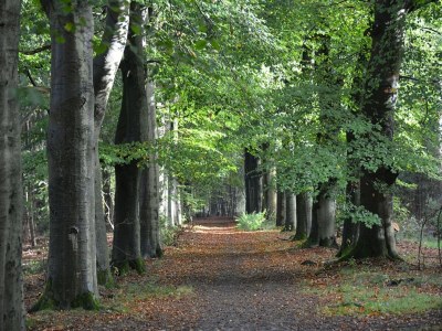 Holiday house Gemütliches Ferienhaus mit privatem Garten - Environment photo 34