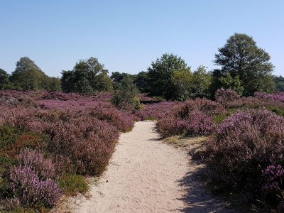 Holiday house Beautiful holiday home near horse farm - Environment photo 18