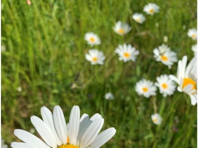 Holiday apartment De Schelde 301 - Environment photo 13