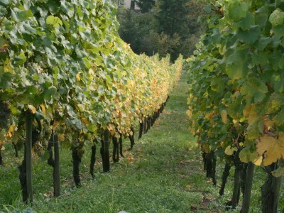 Holiday apartment Bernkastel - Environment photo 17