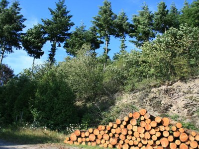 Holiday apartment Bernkastel - Environment photo 18