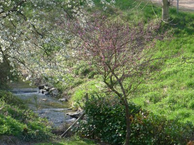 Holiday apartment Bernkastel - Environment photo 20