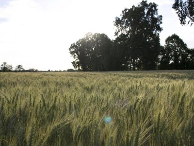 Cottage Wohnung nahe Fluss Po und Cremona - Environment photo 36