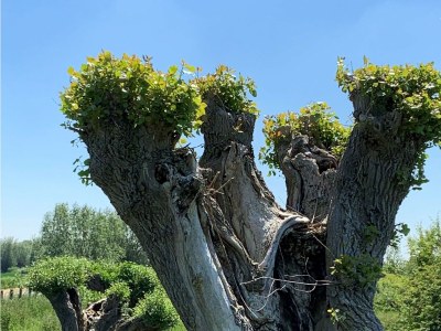 Holiday apartment Lichthuys 102 - Environment photo 16