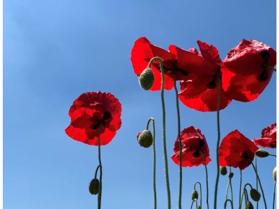 Holiday apartment Lichthuys 102 - Environment photo 17