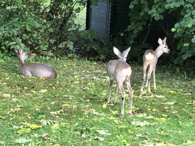 Holiday apartment Am Mühlberg - Outdoor photo 8