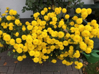 Holiday apartment Am Mühlberg - Outdoor photo 9