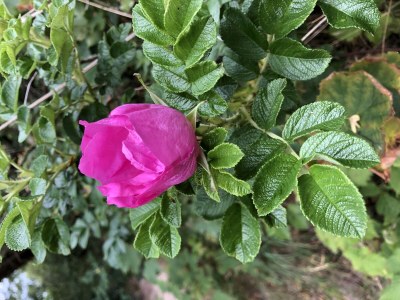 Holiday apartment Am Mühlberg - Environment photo 34