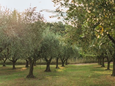 Apartment Le Palme - Environment photo 35