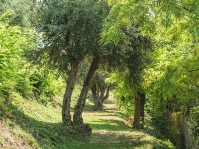 Apartment Le Palme - Environment photo 36