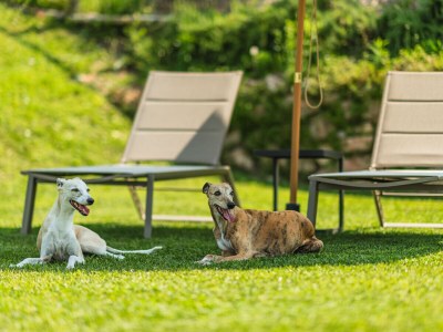 Apartment Le Palme - Environment photo 37