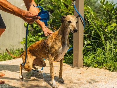 Apartment Le Palme - Environment photo 39