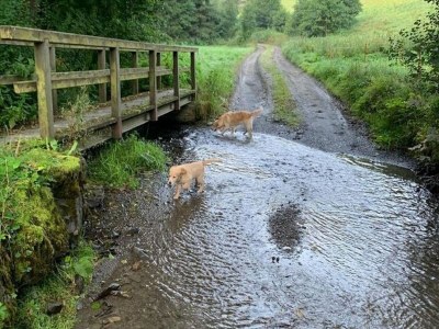 Holiday house Ferienhaus in Willingen nahe Skipisten - Environment photo 34