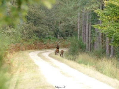 Holiday house Apartment in Faverolles in Strandnähe - Environment photo 26