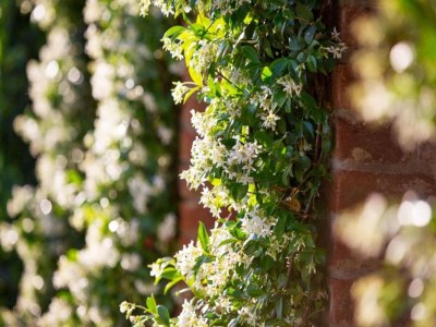 Villa Villa in Cortona mit Pool und Chiana Aussicht - Environment photo 29