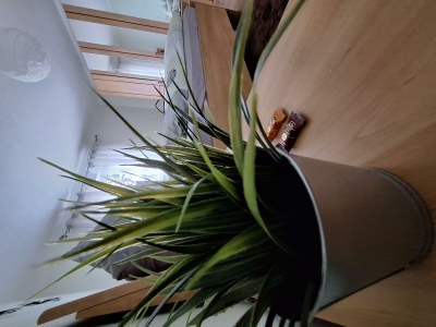 Apartment 2-Bett-Ferienwohnung - Outdoor photo 41