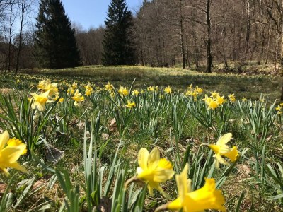 Apartment 2-Bett-Ferienwohnung Eife(e)l-Home (bis 3 Pers.) - Outdoor photo 7