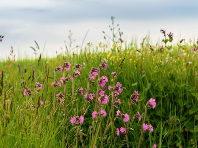 Holiday house Spacious holiday home with heated indoor pool - Environment photo 34