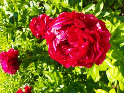 Apartment 2 Bett- Wohnung "Kirschblüte" - Features photo 15