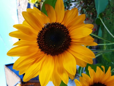 Apartment 10-Bett-Wohnung "Sonnenblume" - Features photo 20