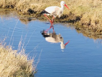 Holiday apartment Haus Heckenrose Whg. 8 - Environment photo 36