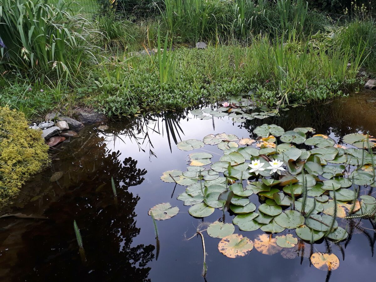 Apartment Ferienwohnung Haupthaus - Outdoor photo 4