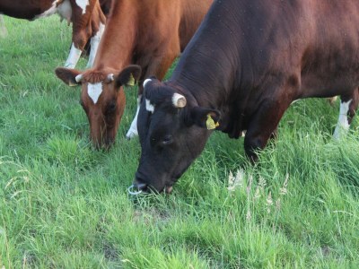 Farmhouse Cozy Countryside Getaway - Outdoor photo 36