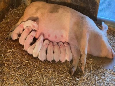 Farmhouse Cozy Countryside Getaway - Outdoor photo 38