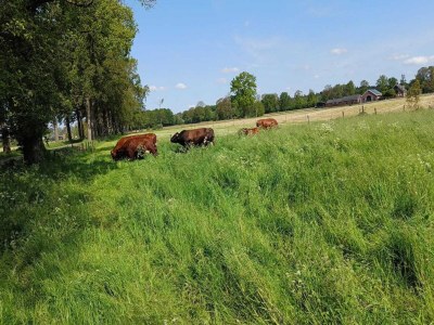 Farmhouse Cozy Countryside Getaway - Outdoor photo 39