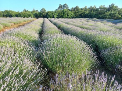 Villa Villa Felice - Environment photo 40