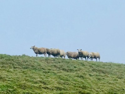 Holiday apartment Austernfischer mit Sielblick - Environment photo 25