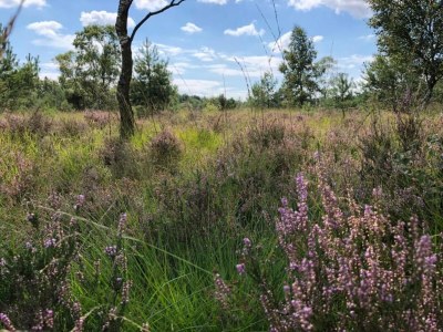 Holiday park Scenic Villa Retreat with Pets - Environment photo 15