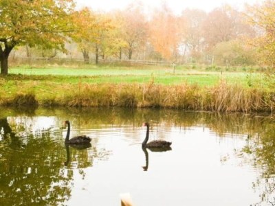 Holiday park Restyled Holiday Home Near Nordhorn - Environment photo 13