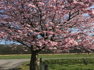 Holiday park Holiday Home in Bad Bentheim near Dutch Border - Environment photo 18