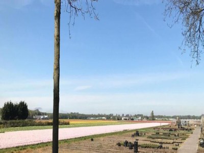 Holiday house Ferienhaus Noordwijkerhout am Strand - Environment photo 28