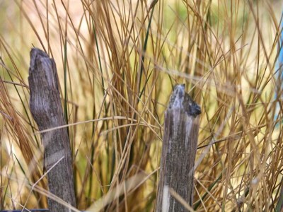 Holiday house Ferienhaus Noordwijkerhout am Strand - Outdoor photo 38