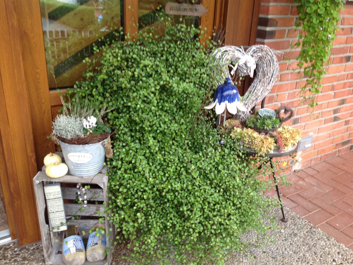 Holiday apartment "Haus Andrea" - Outdoor photo 4