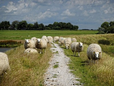 Chalet Waddenlodge Living - Environment photo 10