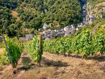 Holiday apartment Loreley im Weingut Lithos - Environment photo 14