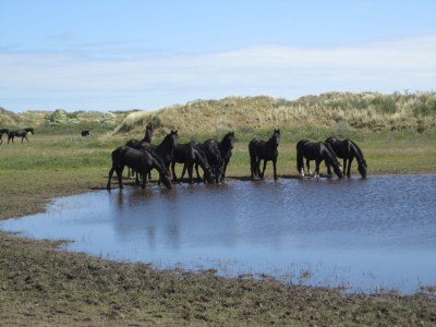 Holiday apartment Amelander Paradijs 10 (Tresca) - Environment photo 10