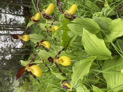 Apartment Arnika - Outdoor photo 21