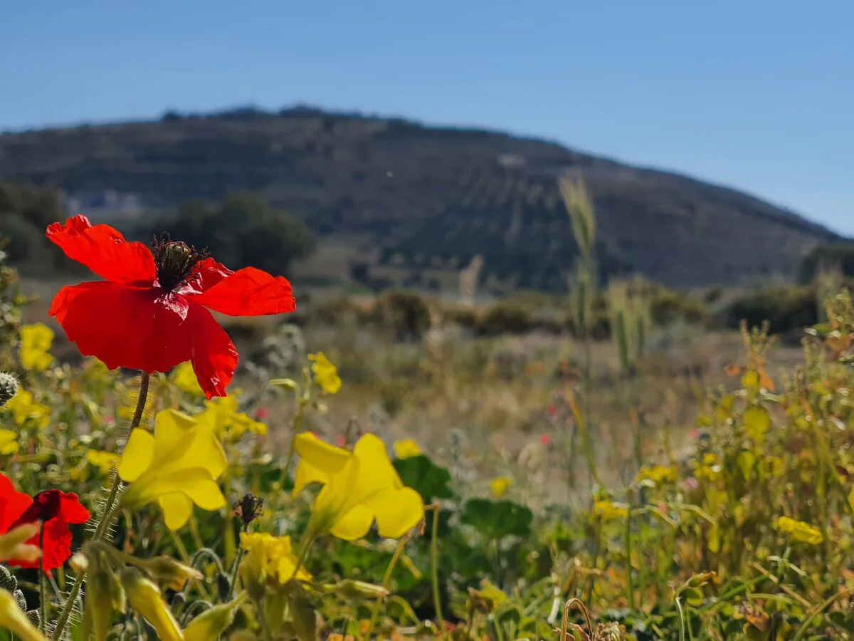 Holiday house Ephantasy Living - Lux with roof garden - Outdoor photo 5