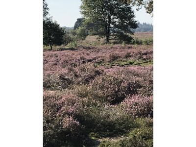 Holiday house Boerensuite 't Karschop - Environment photo 29