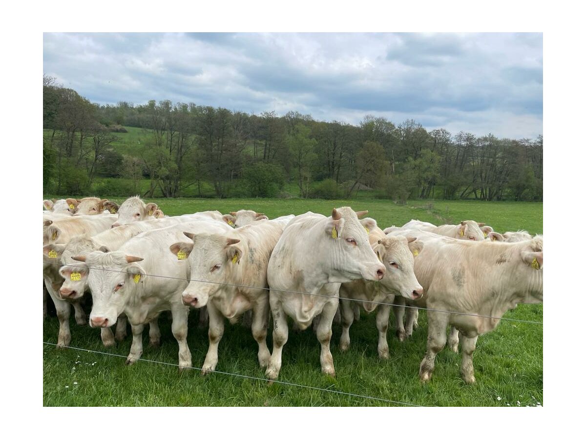 Apartment Wäller Stübchen - Outdoor photo 3