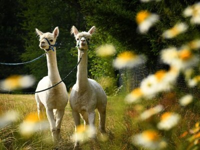 Holiday house Holiday Home in Lichtenau with Garden Bliss - Outdoor photo 37
