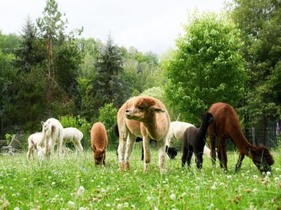 Holiday house Holiday Home in Lichtenau with Garden Bliss - Outdoor photo 39